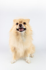 Obraz premium Pomeranian dog isolated on a white background. Studio shot.