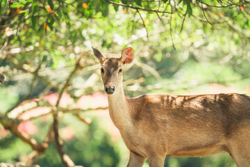 serene moment close-up of deer in nature's embrace