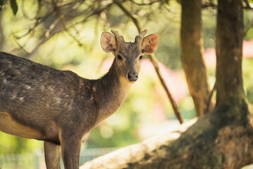 Majestic Deer Peering from Under Tree Canopy