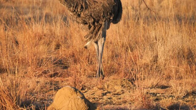 Head of legs of female ostrich foraging in tall, dry grass