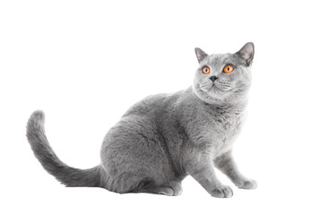 Purebred cat isolated on transparent white background. British shorthair breed - obrazy, fototapety, plakaty