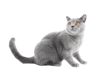 Purebred cat isolated on transparent white background. British shorthair breed
