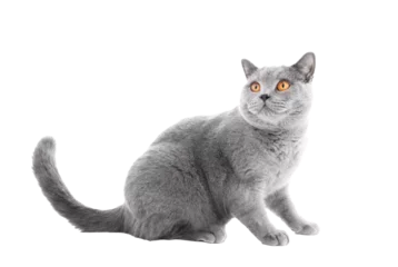 Foto op Plexiglas anti-reflex Purebred cat isolated on transparent white background. British shorthair breed © Photocreo Bednarek
