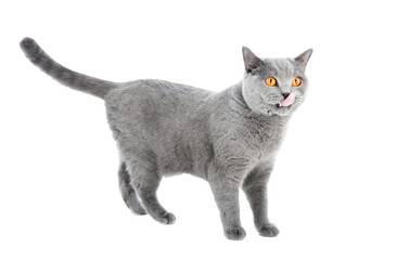 Purebred cat isolated on transparent white background. British shorthair breed