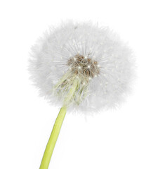 Dandelion flower isolated on transparent white background