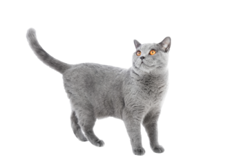 Purebred cat isolated on transparent white background. British shorthair breed