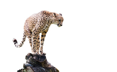 Cheetah luring ready to attack isolated on transparent white background