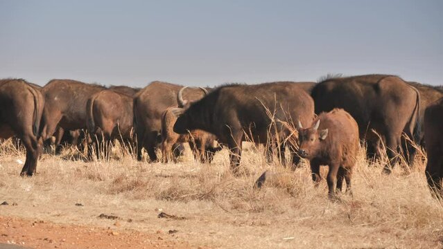 Herd of Cape Buffalo with calves graze in dry African grassland