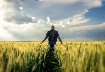 Rear view of young farmer walking in a green wheat field examining crop.