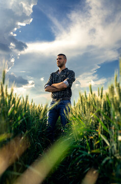 Young farmer standing in a green wheat field examining crop.