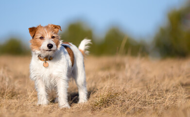 Happy jack russell terrier pet dog waiting, listening in the grass. Puppy obedience training.