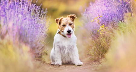 Happy pet dog smiling, laughing in the purple lavender herbal flower field in summer. Web banner.