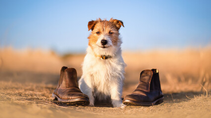 Funny pet dog sitting with shoes. Dog mischief, puppy training banner.