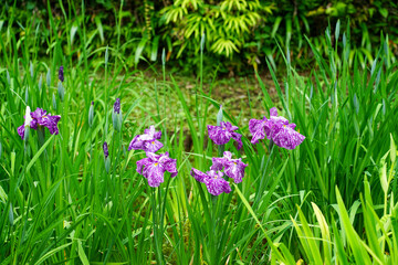薬師池の花菖蒲（東京都町田市）