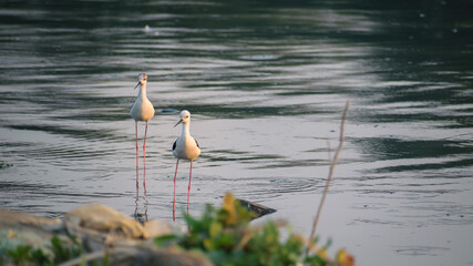 Cranes