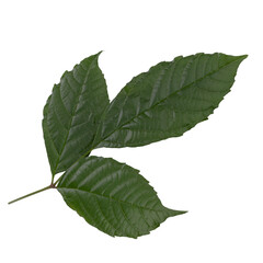fresh green leaves isolated on a transparent background