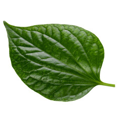 fresh green leaves isolated on a transparent background