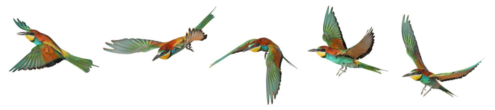 European bee eater in flight (Merops apiaster), PNG, isolated on transparent background