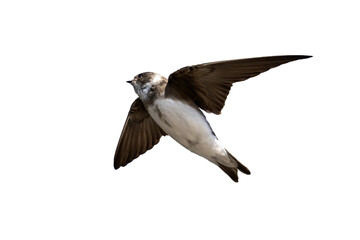 Sand Martin (Riparia riparia) in flight which is a migratory bird that can be found flying in the...