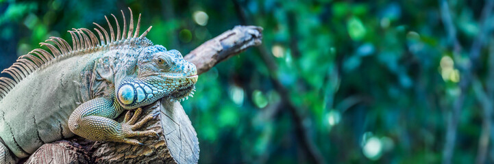 Close up portrait of an iguana looking at the camera, panoramic web banner