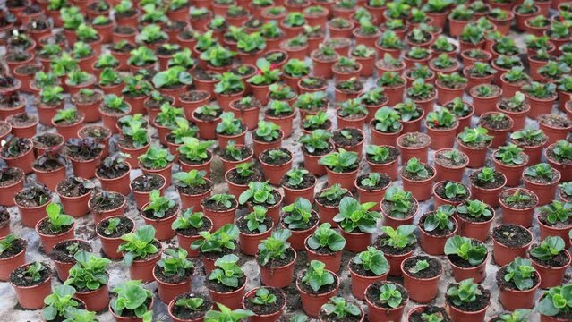 Rows of begonia with burgundy leaves seedling. Lots of ampel begonium bushes in plastic pots. Spring work in garden. Gardening concept