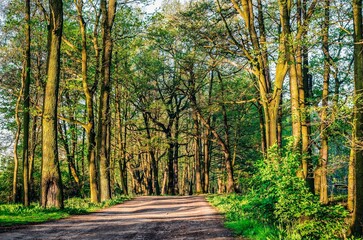 Fototapeta premium Forest spring landscape. Path in the forest with green trees.