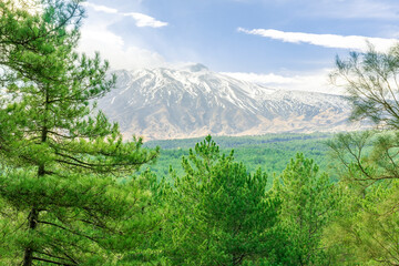 scenic landscape of green pine tree confierous forest to amazing white snow mountains with beautiful blue cloudy sky on background, national park view