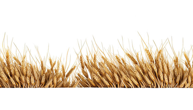 3D Rendering of Isolated Wheat Border on White Background Nature, Harvest, and Farming Concept, agricultural concept, organic farming, rural, countryside, farming industry, wheat field, agricultural 