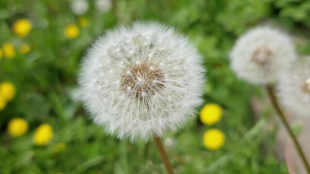 Downy seed head of the dandelion on a blurred background