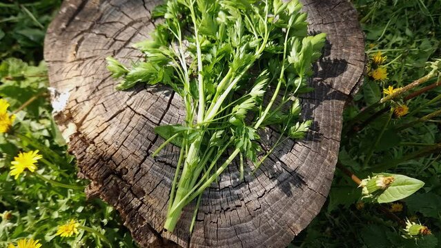Fresh parsley stems on the old stump outdoors