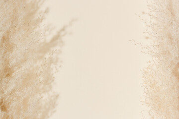 Frame made from pampas grass with shadows on beige background. Pampas grass aesthetic abstract background with copy space for product presentation, wallpaper or cozy home poster