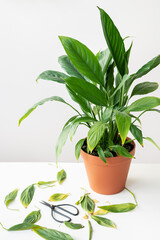 Houseplant care, pruning yellow and dry spathiphyllum leaves. A large potted spathiphyllum is on the table along with black scissors.