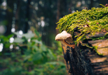 fungi at a tree macro shot, detail mushroom