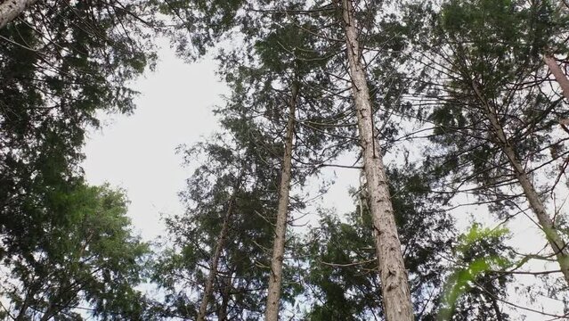 風に煽られ揺れる木々