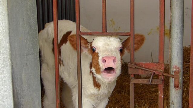Hungry and cute calf in the cowshed, dairy farm close-up
