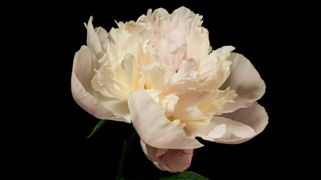 White Pink Peony Blooming in Time Lapse on a Black Background. Cream Flower Moving Petals Close Up While Blossoming. Tender Spring Flower with Yellow Center