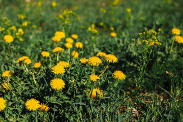Mother-and-stepmother flowers among the grass. Sunny, spring day. Yellow flower, green grass.