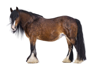 Brown Tinker aka Gypsy Cob horse standing side ways. Head slightly turned to the side. Looking at...