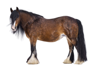 Brown Tinker aka Gypsy Cob horse standing side ways. Head slightly turned to the side. Looking at camera. isolated cutout on a transparent background.