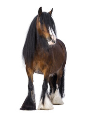 Brown Tinker aka Gypsy Cob horse standing facing front. Head slightly turned to the side. Looking at camera. isolated cutout on a transparent background. © Nynke