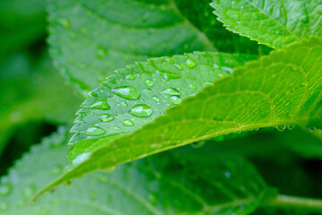 梅雨の時期。雨の日ならではの美しさ。水滴が枝にまとわりみずみずしい。鬱陶しい梅雨の楽しさ。