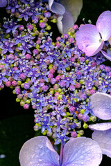 鬱陶しい梅雨の時期に鮮やかな色味で楽しめる紫陽花。様々な品種が楽しい。マクロでクローズアップで撮影