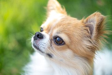 Portrait of a cute smile dog pet chihuahua sitting in the garden yard, Cute little chihuahua puppy in garden, Closed up chihuahua dog