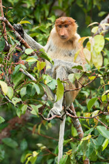 Proboscis monkey in the jungle of Borneo
