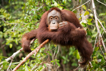 Orangutan in the jungle of Borneo