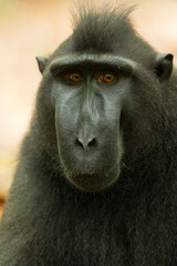 Obraz premium Celebes crested macaque (Macaca nigra) in the wild