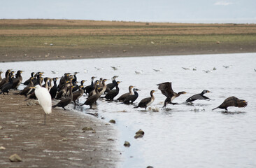 Pelican heron cormorant lake kerkini Greece
 