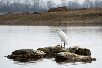 great blue heron ardea cinerea