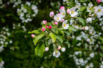 pink and white flowers
