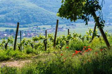 Nature en fusion : apparition des coquelicots dans le vignoble alsacien, CeA, Alsace, Grand Est,...